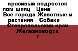 красивый подросток пом шпиц › Цена ­ 30 000 - Все города Животные и растения » Собаки   . Ставропольский край,Железноводск г.